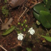 Habenaria plantaginea Lindl.